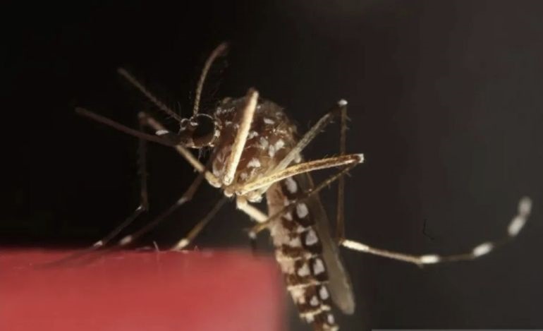 BRIN: Eliminasi malaria di Indonesia perlu fokus tekan kasus di Papua BRIN: Eliminasi malaria di Indonesia perlu fokus tekan kasus di Papua
