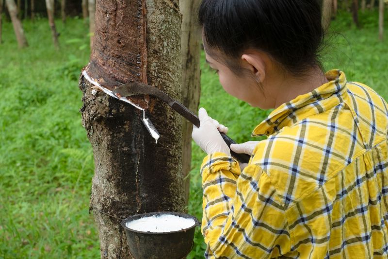 Perusahaan asal RI bantu Thailand jamin karet bebas deforestasi Perusahaan asal RI bantu Thailand jamin karet bebas deforestasi