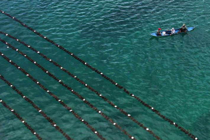 Akademisi sebut rumput laut bisa jadi penggerak utama ekonomi biru Akademisi sebut rumput laut bisa jadi penggerak utama ekonomi biru