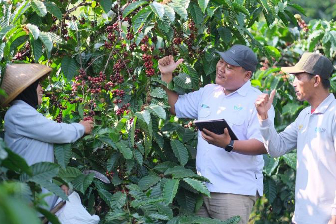 Cerita dari Banaran tentang kebun kopi yang menghidupi Cerita dari Banaran tentang kebun kopi yang menghidupi