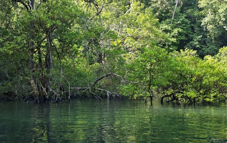 Menyusuri keindahan hutan mangrove di Teluk Sulaiman, Kalimantan Timur Menyusuri keindahan hutan mangrove di Teluk Sulaiman, Kalimantan Timur