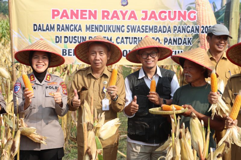 Kelompok tani di Bantul panen jagung 10 ha program pendampingan Polri Kelompok tani di Bantul panen jagung 10 ha program pendampingan Polri