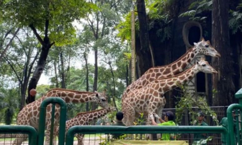 Ragunan targetkan 90.000 pengunjung selama libur HUT RI Ragunan targetkan 90.000 pengunjung selama libur HUT RI