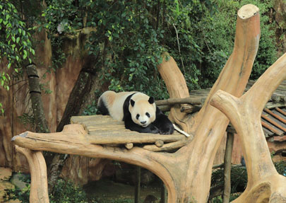 Detik-detik bersejarah: Taman Safari Indonesia jalankan inseminasi panda raksasa Detik-detik bersejarah: Taman Safari Indonesia jalankan inseminasi panda raksasa