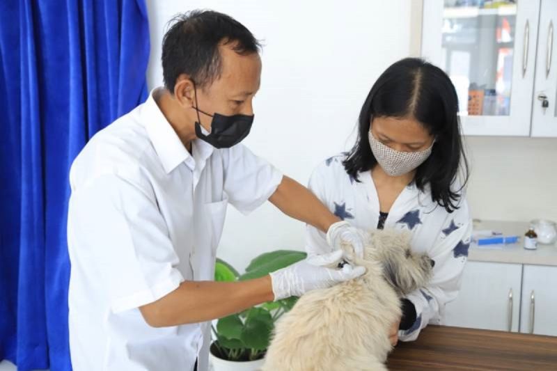 DKP Tangerang buka program kastrasi kucing jantan domestik DKP Tangerang buka program kastrasi kucing jantan domestik