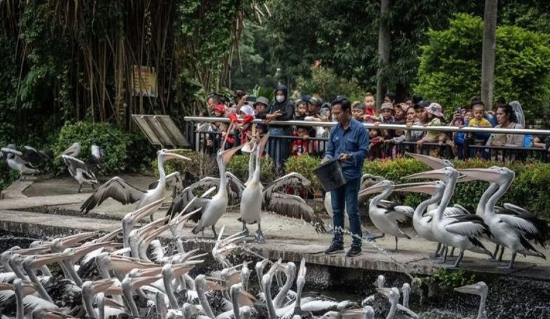 Sebanyak 46.467 wisatawan kunjungi Ragunan selama libur HUT RI Sebanyak 46.467 wisatawan kunjungi Ragunan selama libur HUT RI