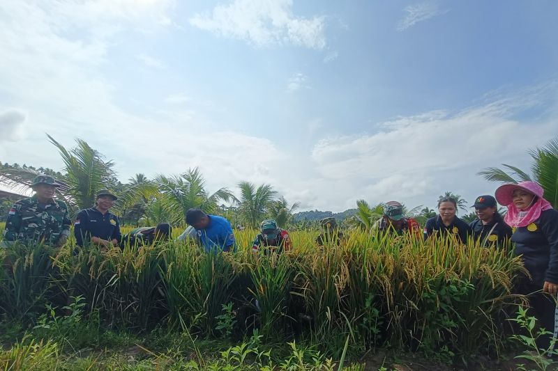 Kodim Talaud dukung ketahanan pangan di wilayah kepulauan Kodim Talaud dukung ketahanan pangan di wilayah kepulauan