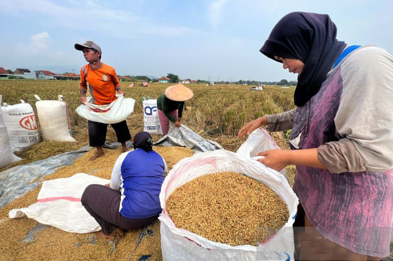 Pemkab Cirebon kucurkan Rp19 miliar pacu produktivitas pertanian