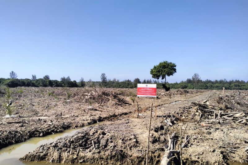 Kemenhut hentikan perambahan hutan mangrove untuk sawit di Aceh Kemenhut hentikan perambahan hutan mangrove untuk sawit di Aceh