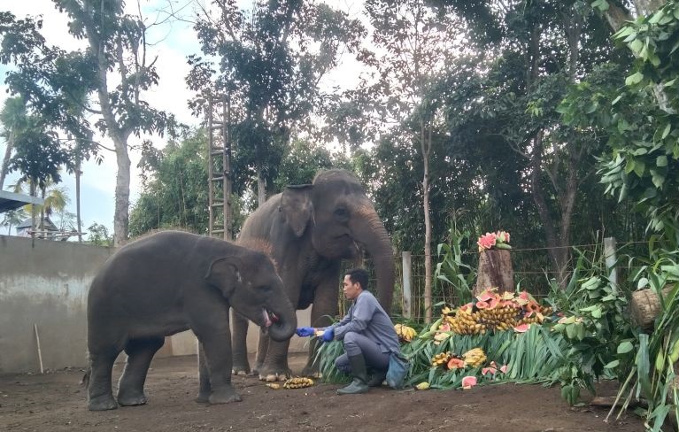 Bali Zoo manjakan gajah sumatera sambut Hari Gajah Sedunia Bali Zoo manjakan gajah sumatera sambut Hari Gajah Sedunia