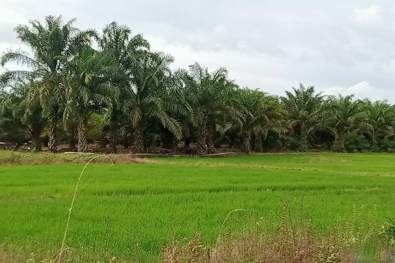 Petani Penajam dibekali pestisida tingkatkan produktivitas lahan padi Petani Penajam dibekali pestisida tingkatkan produktivitas lahan padi