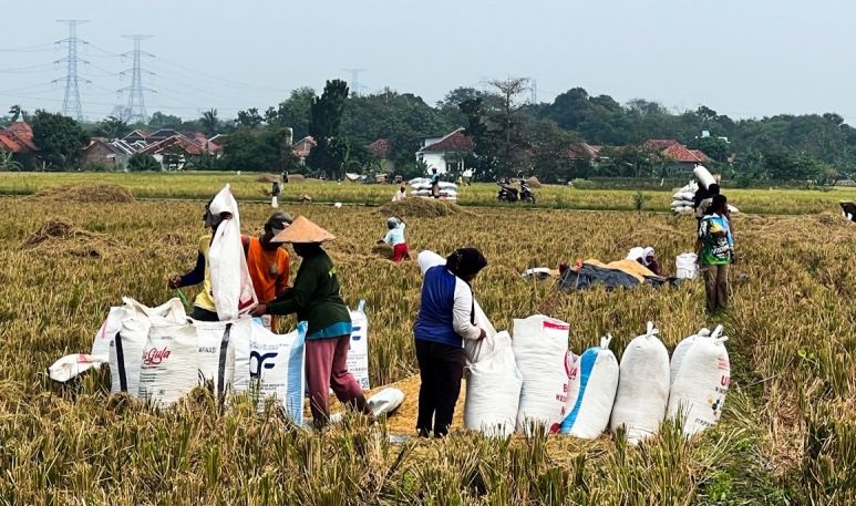 Bulir-bulir padi menjaga nafas ekonomi desa Bulir-bulir padi menjaga nafas ekonomi desa
