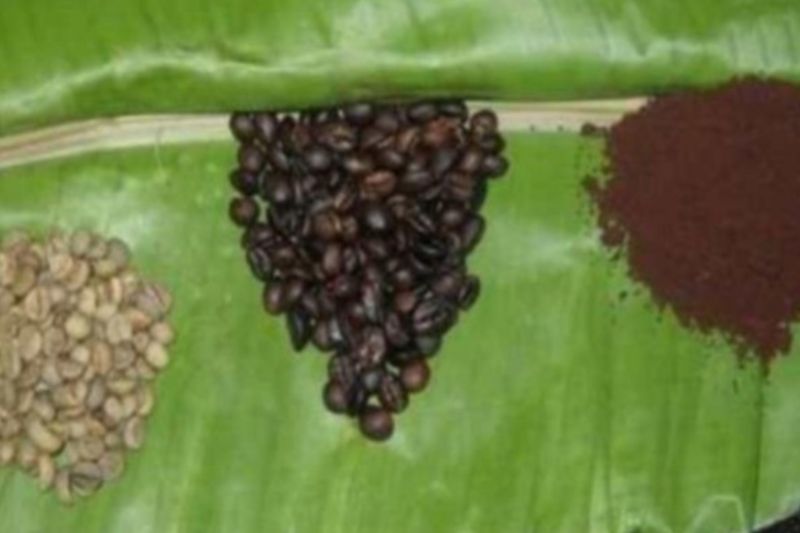 Kopi Sula tercatat potensi indikasi geografis dilindungi Kopi Sula tercatat potensi indikasi geografis dilindungi