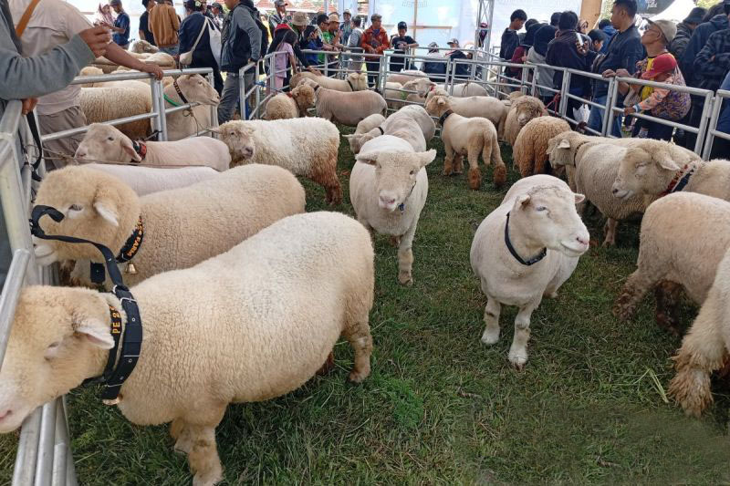 Festival Domba Batur ramaikan pergelaran DCF 2025 di Dieng Festival Domba Batur ramaikan pergelaran DCF 2025 di Dieng