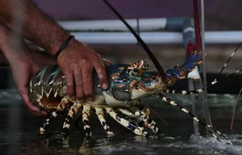 Akademisi: Budidaya lobster KJA Pangandaran sudah berbasis riset