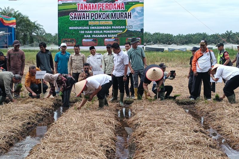 DTPH Pasaman Barat tingkatkan produksi padi berbasis kolaborasi DTPH Pasaman Barat tingkatkan produksi padi berbasis kolaborasi
