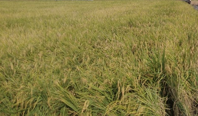 Petani Kudus diimbau tanam padi lebih awal hindari banjir saat panen Petani Kudus diimbau tanam padi lebih awal hindari banjir saat panen
