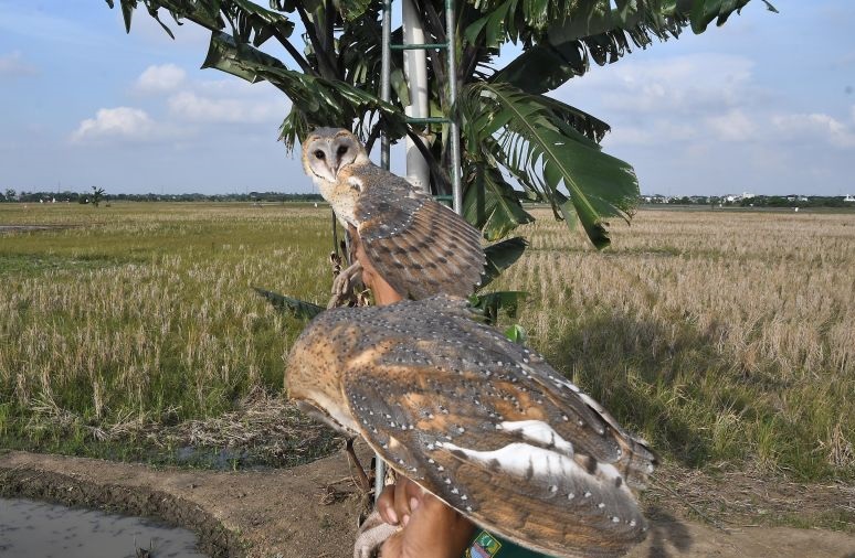 Prabowo kirim burung hantu, petani panen harapan baru Prabowo kirim burung hantu, petani panen harapan baru