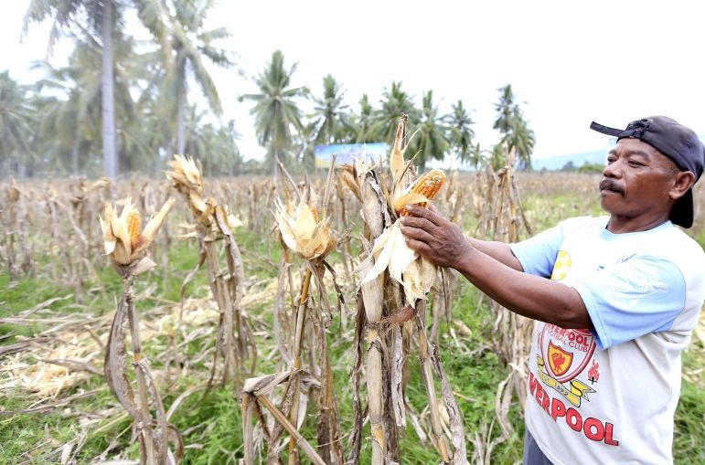 Pemprov Gorontalo bantu petani untuk keringkan jagung Pemprov Gorontalo bantu petani untuk keringkan jagung