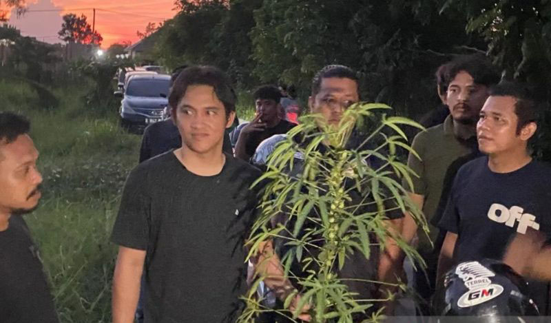 Polisi uji ratusan batang tanaman mirip ganja di Pekanbaru Polisi uji ratusan batang tanaman mirip ganja di Pekanbaru