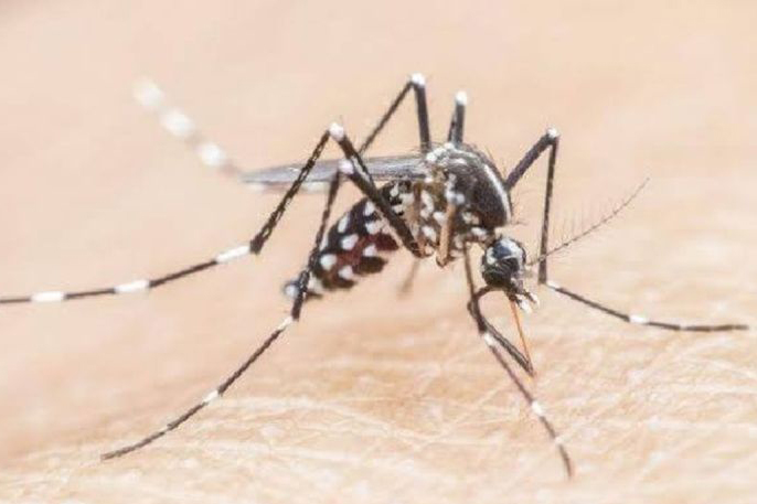 Dinkes Tangerang ajak masyarakat aktif putus rantai penularan malaria Dinkes Tangerang ajak masyarakat aktif putus rantai penularan malaria