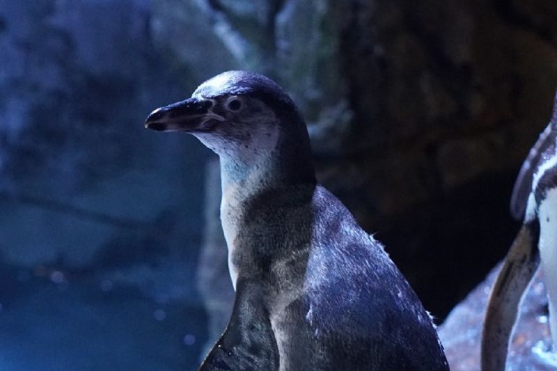 Jakarta Aquarium & Safari umumkan kelahiran dua bayi pinguin baru Jakarta Aquarium & Safari umumkan kelahiran dua bayi pinguin baru