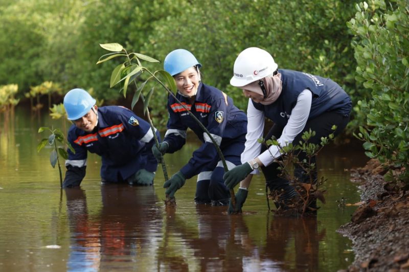 MIND ID tanam 126 ribu mangrove guna dukung NZE