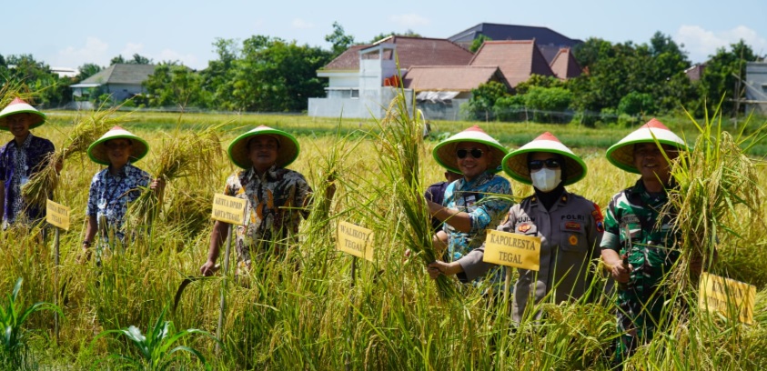 Wali Kota dan Forkopimda Kota Tegal gelar panen raya Wali Kota dan Forkopimda Kota Tegal gelar panen raya