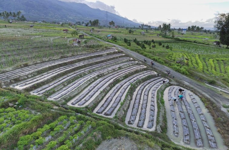 Dual track kebijakan demi terwujudnya swasembada pangan Dual track kebijakan demi terwujudnya swasembada pangan