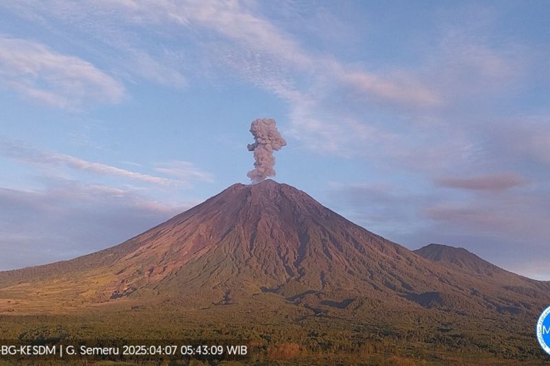 Gunung Semeru erupsi dengan tinggi letusan 800 meter di atas puncak Gunung Semeru erupsi dengan tinggi letusan 800 meter di atas puncak