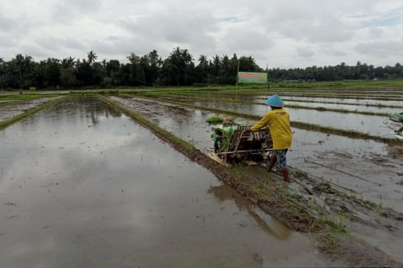 Bantul targetkan luas tanam jagung 5.196 hektare pada 2025 Bantul targetkan luas tanam jagung 5.196 hektare pada 2025