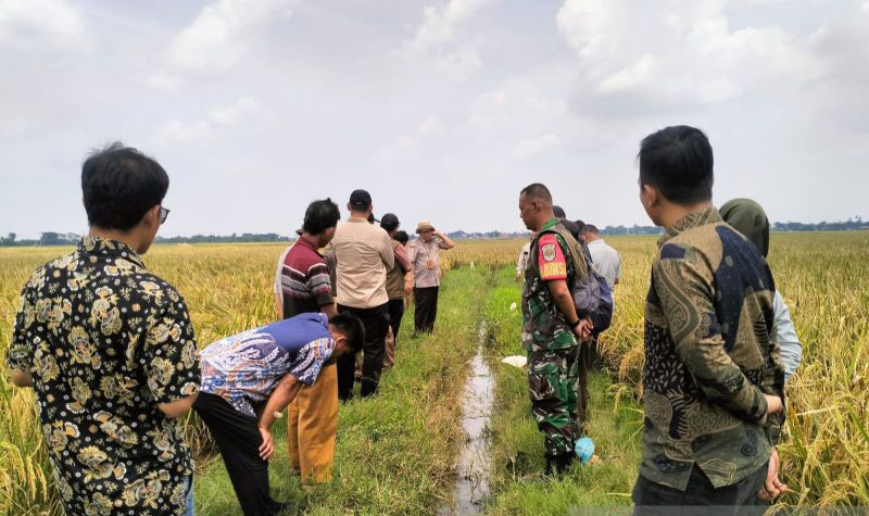 Kementan kunjungi sawah dan beri penyuluhan petani di Sukakarya Bekasi