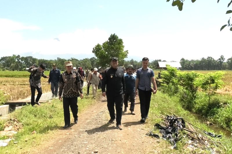 Pemkab Pasaman Barat tetapkan tiga lokasi demplot tanaman padi Pemkab Pasaman Barat tetapkan tiga lokasi demplot tanaman padi
