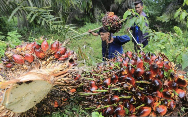 Pemkab Nagan Raya tegur perusahaan diduga mainkan harga sawit petani