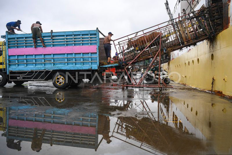 Kaltim masih bergantung pasokan sapi 70 persen dari luar daerah Kaltim masih bergantung pasokan sapi 70 persen dari luar daerah