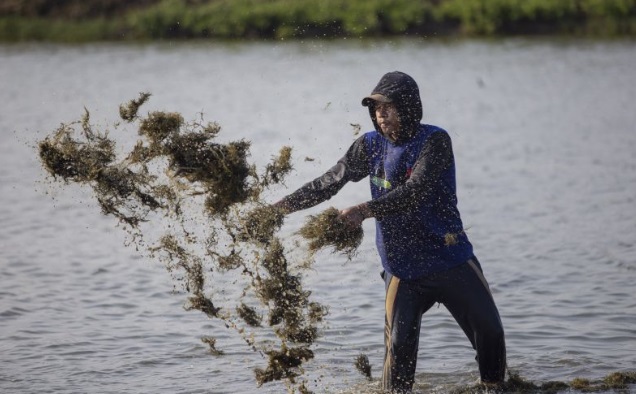 Ilmuwan kembangkan bibit rumput laut yang adaptif dan tahan penyakit Ilmuwan kembangkan bibit rumput laut yang adaptif dan tahan penyakit