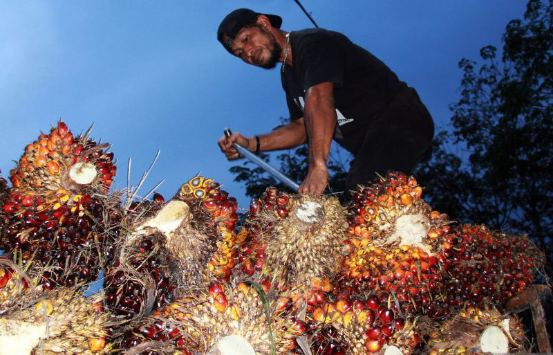 Prospek sektor pertanian di era perang tarif Prospek sektor pertanian di era perang tarif