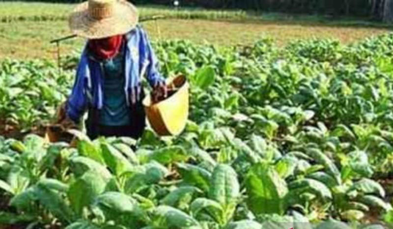 Kondisi kemarau basah tidak pengaruhi minat petani tanam tembakau