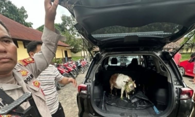 Polisi tangani komplotan pencuri hewan ternak di Ogan Ilir Polisi tangani komplotan pencuri hewan ternak di Ogan Ilir