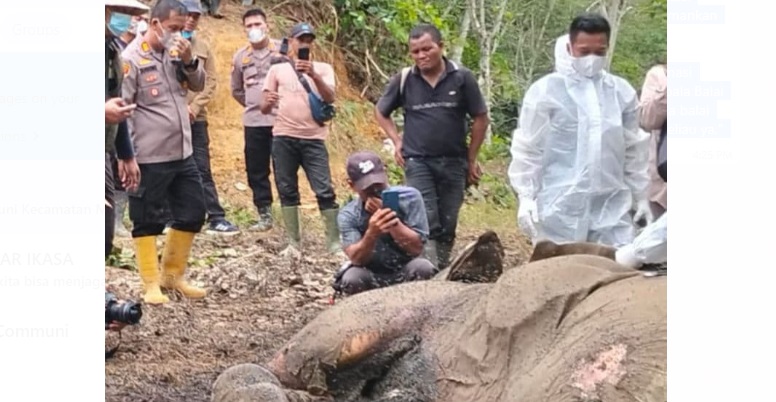 Seekor Gajah ditemukan mati di areal PT Rapala Langkat Seekor Gajah ditemukan mati di areal PT Rapala Langkat