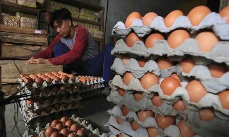 Bapanas: Telur ayam ras Rp28.692/kg, cabai rawit Rp84.751/kg