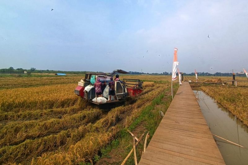 PGN-BRIN panen perdana padi Biosalin sebanyak 116 ton PGN-BRIN panen perdana padi Biosalin sebanyak 116 ton