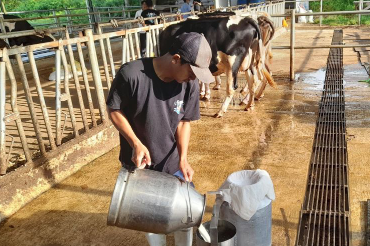 Peternak sapi rasakan peningkatan keuntungan berkat Program MBG Peternak sapi rasakan peningkatan keuntungan berkat Program MBG
