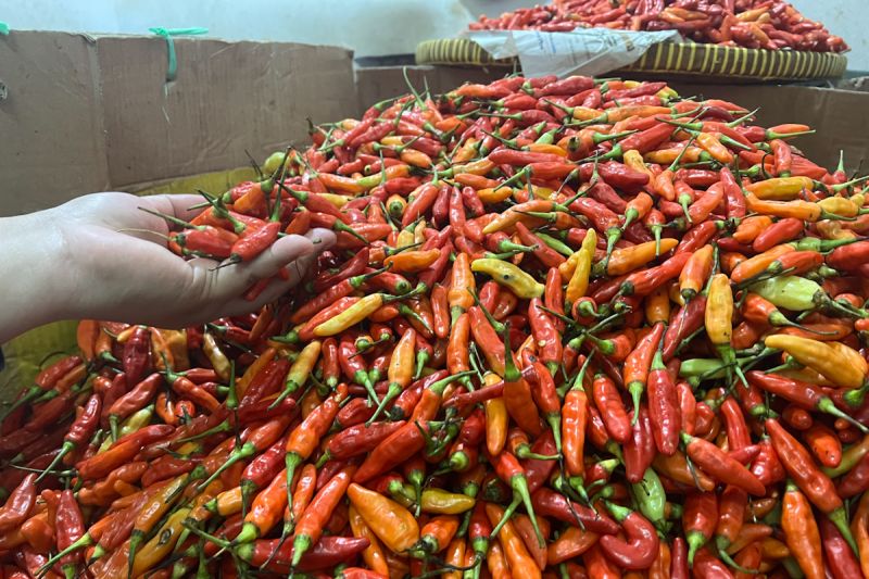 Bapanas: Cabai rawit Rp74.167/kg, telur ayam Rp29.276/kg Bapanas: Cabai rawit Rp74.167/kg, telur ayam Rp29.276/kg