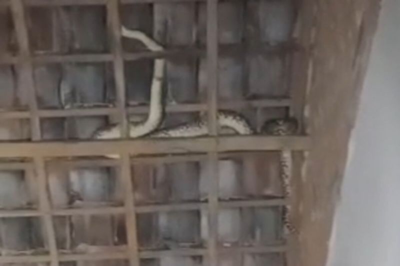 Damkarmat Lamsel evakuasi ular sanca tiga meter dari atap rumah warga