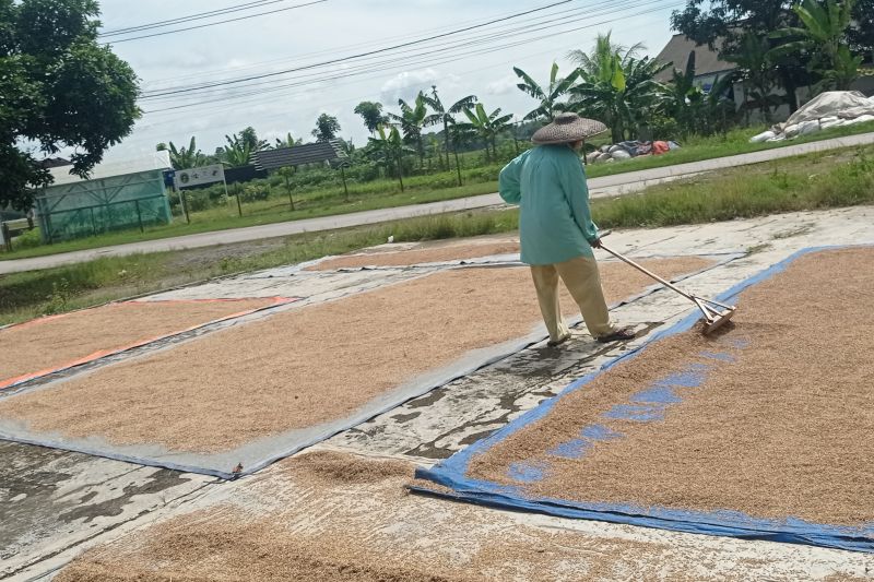 Harga gabah di Lebak ditingkat penggilingan Rp 6500 per kg