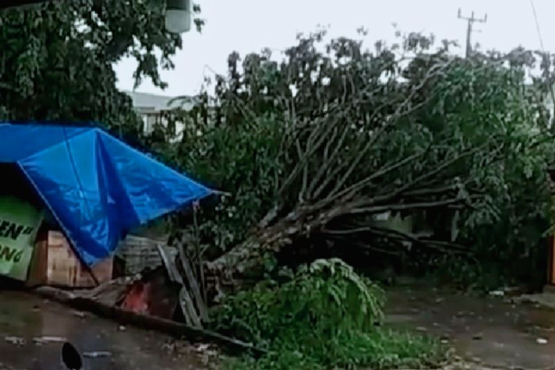 Sejumlah pohon tumbang akibat hujan disertai angin kencang di Karawang Sejumlah pohon tumbang akibat hujan disertai angin kencang di Karawang