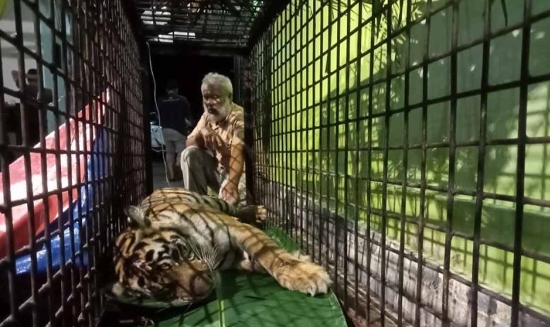 BKSDA turunkan tim tangani gangguan harimau di Aceh Selatan BKSDA turunkan tim tangani gangguan harimau di Aceh Selatan