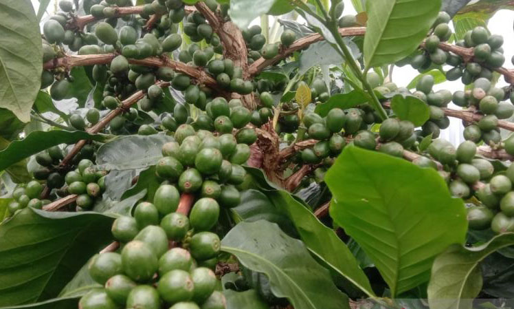 Produk pemberdayaan Kopi Sinjai tembus pasar Belgia