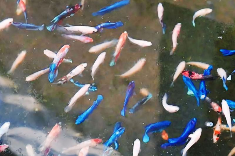 Dinkes OKU imbau warga pelihara ikan cupang cegah DBD